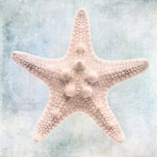 Blue Cream Starfish Canvas Print