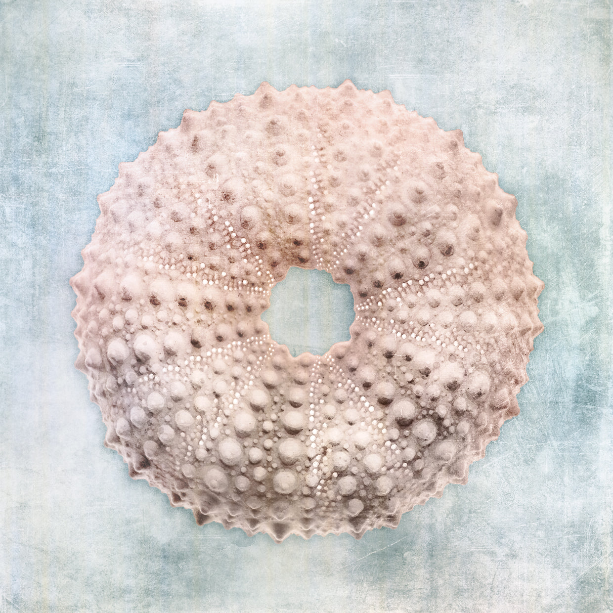 Blue Cream Sea Urchin