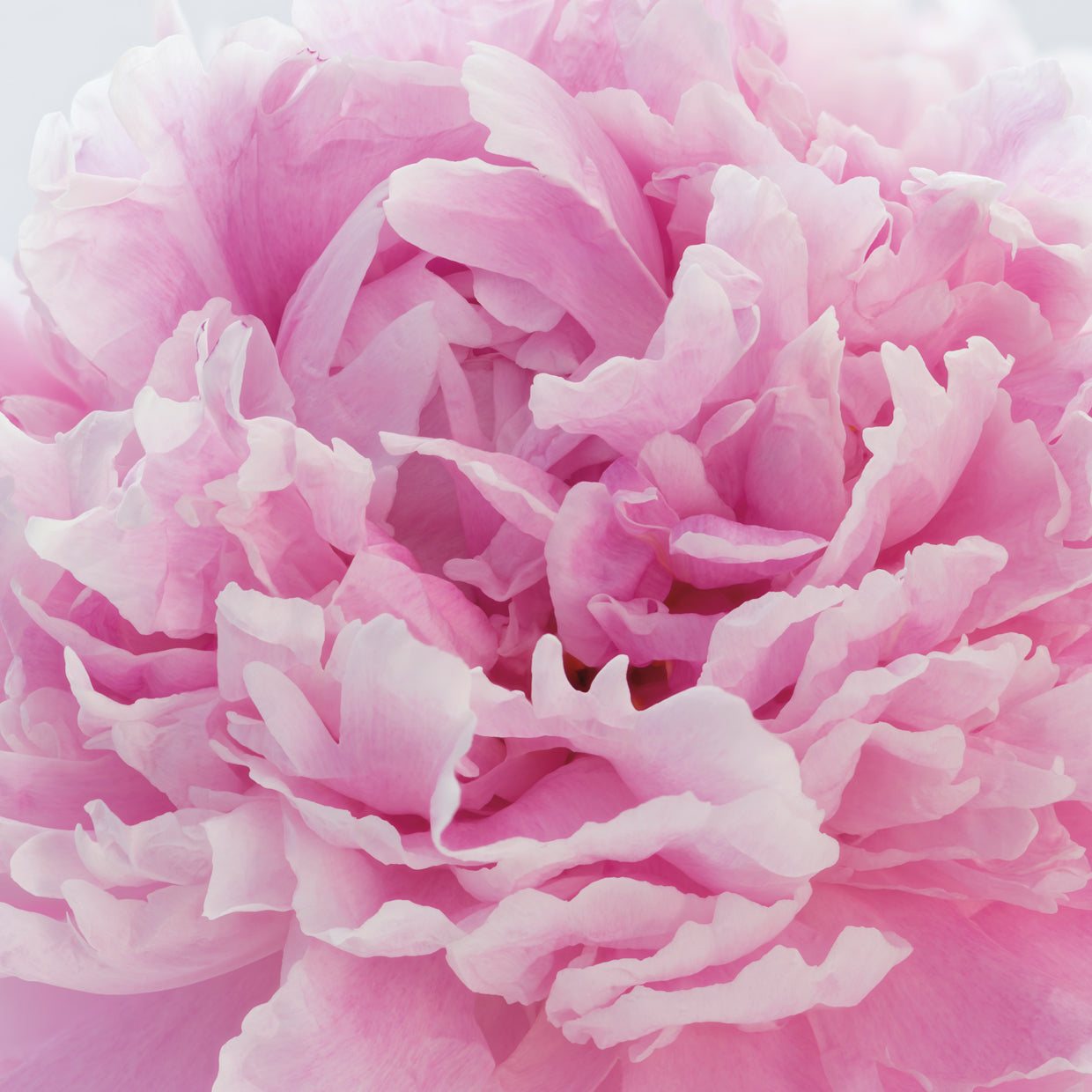 Pink Peonies I