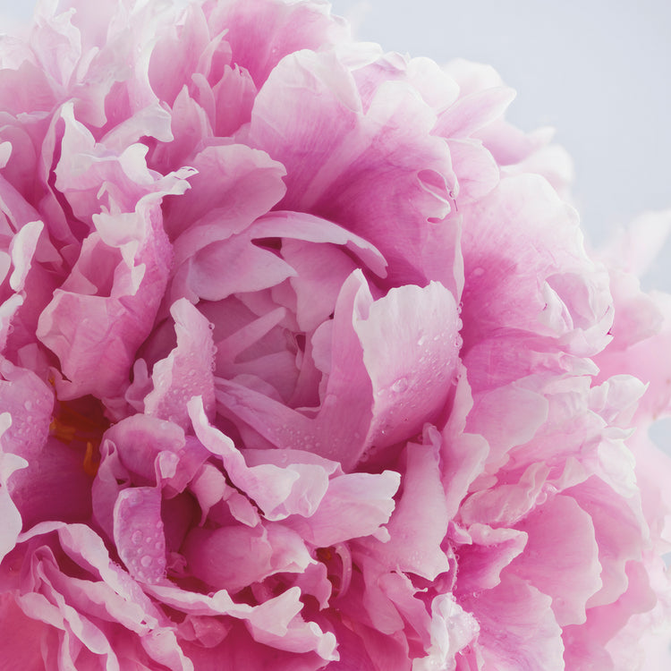 Pink Peonies II