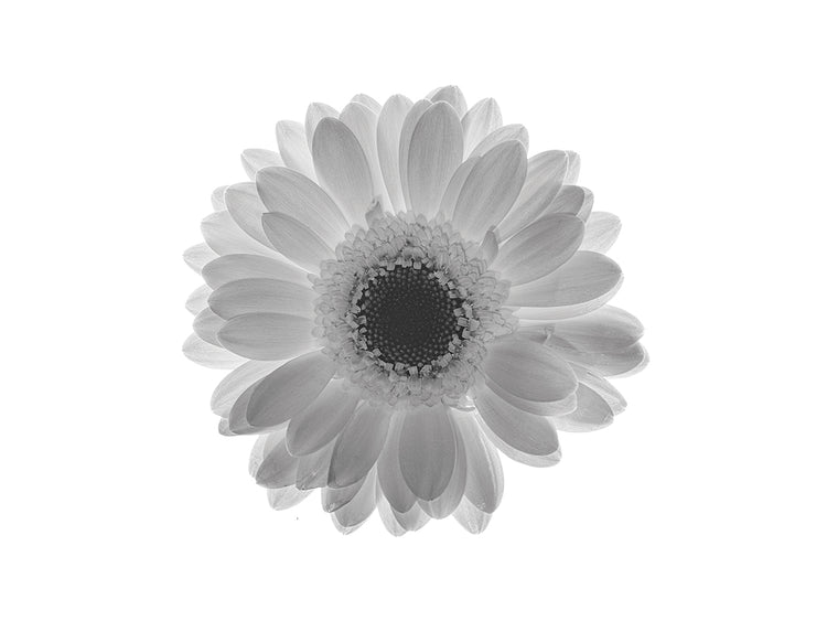 White Daisy