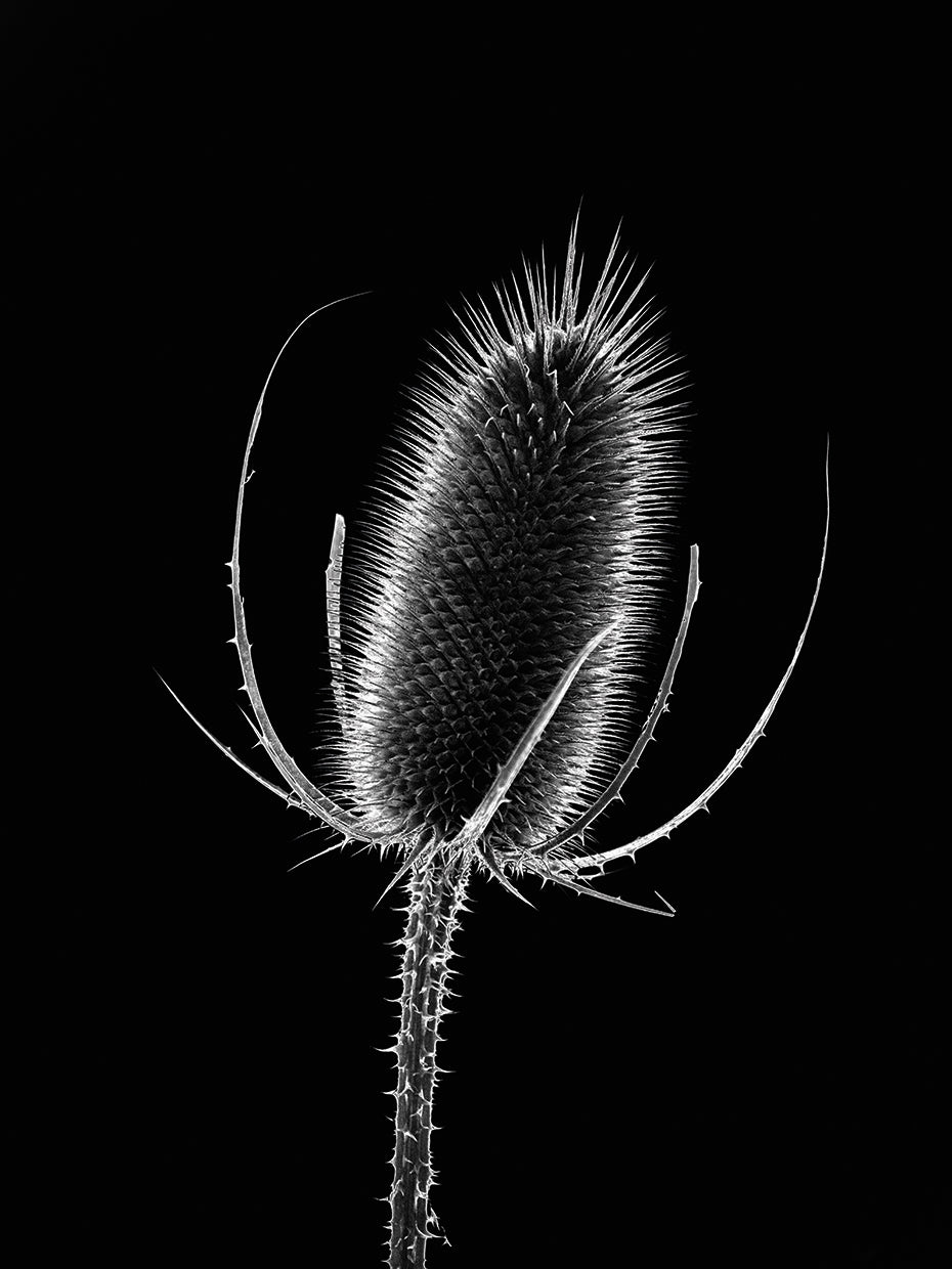 Thistle I