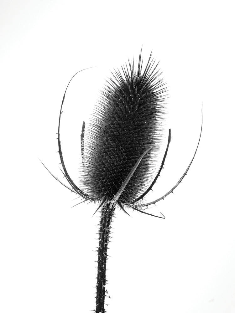 Thistle II