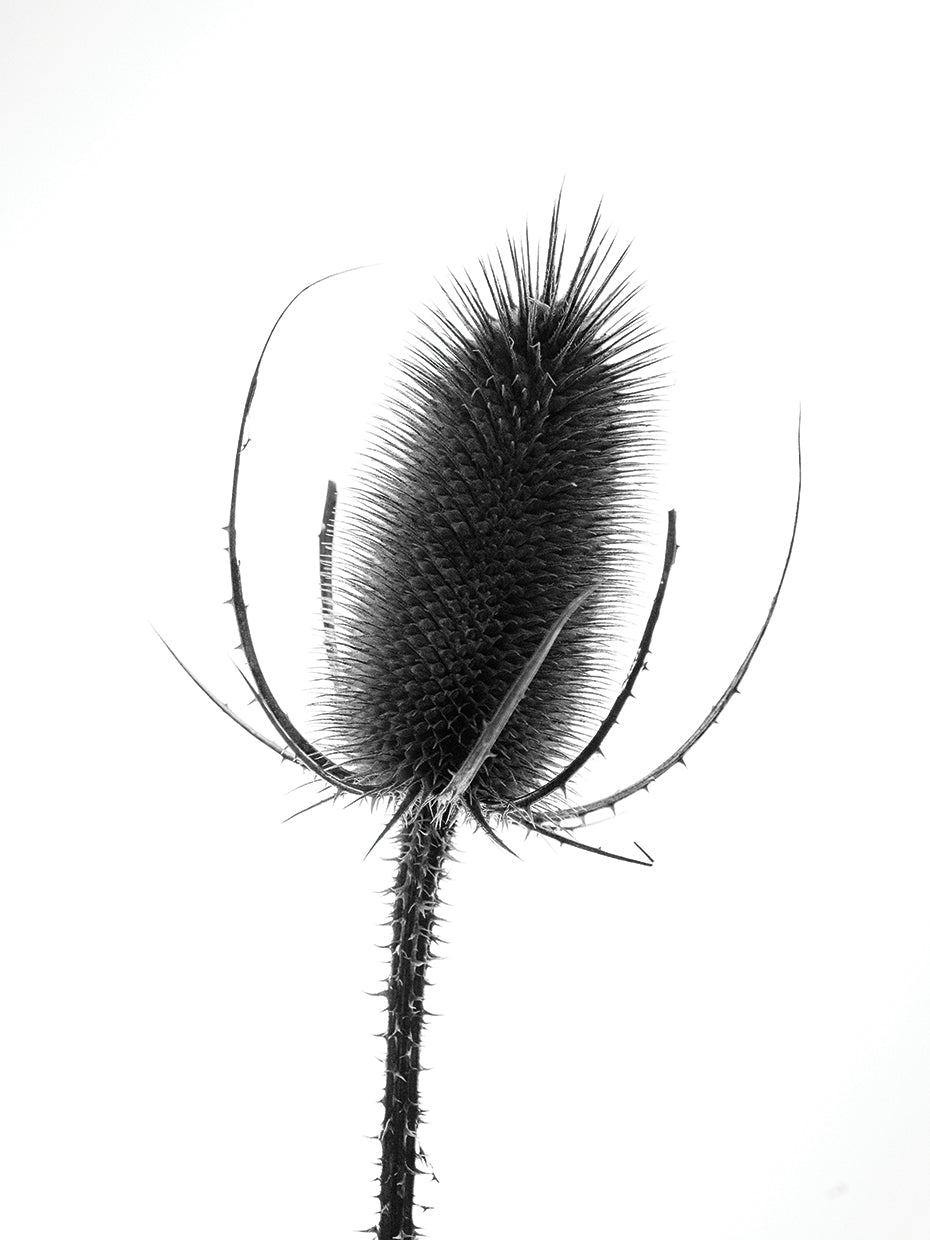 Thistle II