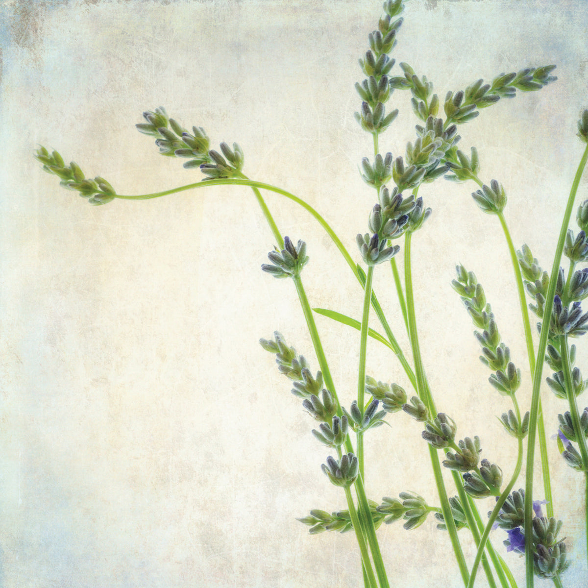 Lavender II