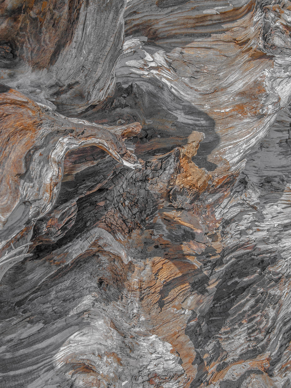 Driftwood Serie II Lienzo