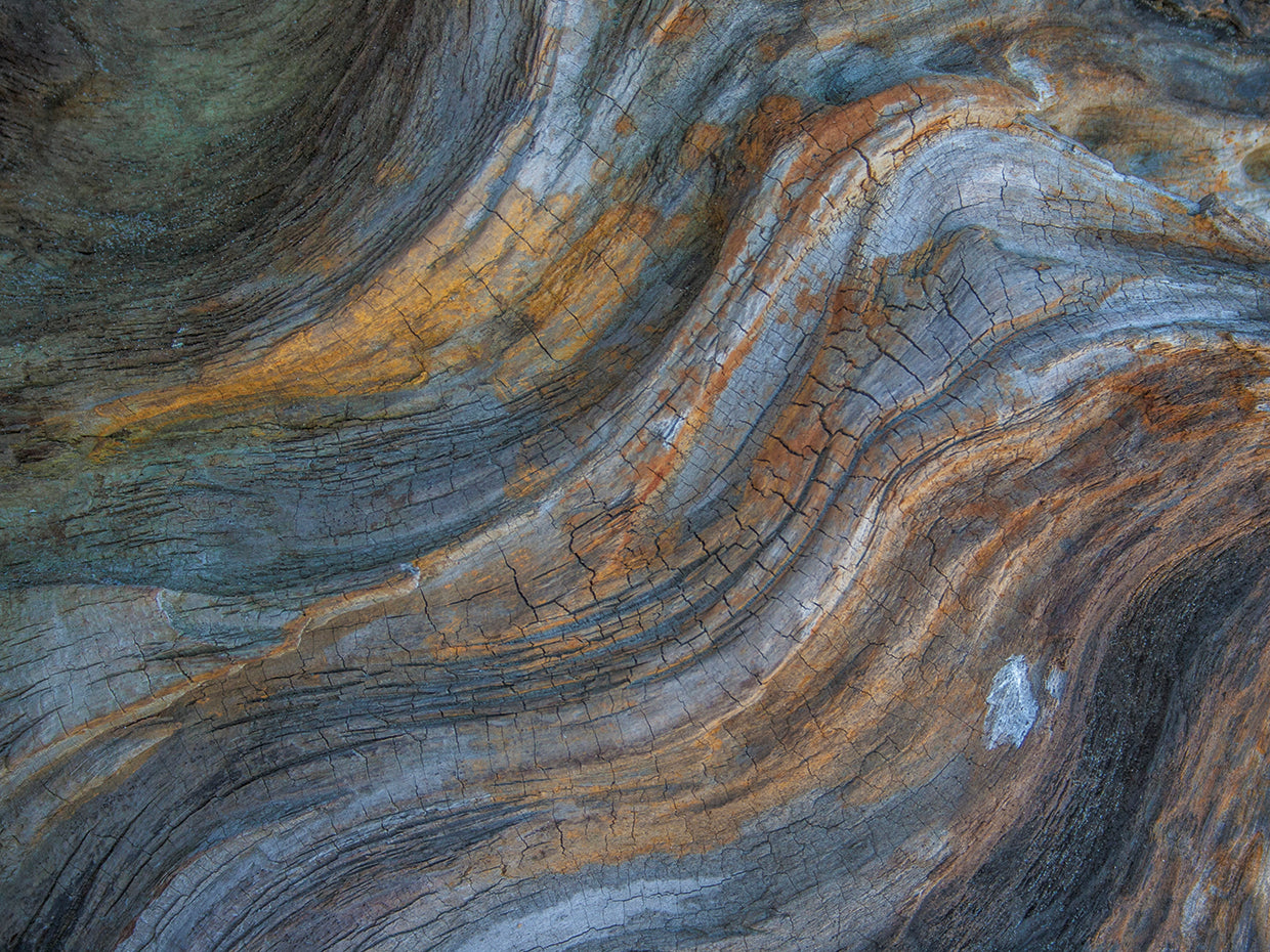 Driftwood Serie III Lienzo