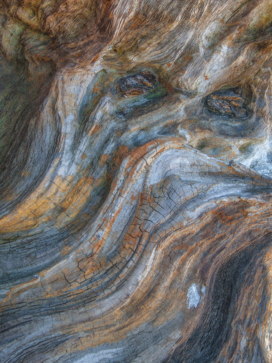 Driftwood Serie IV Lienzo