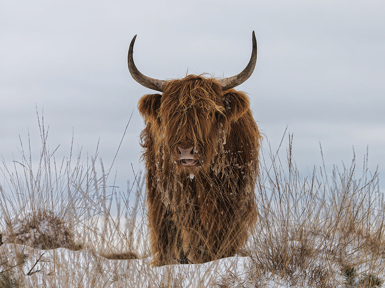 Van den - Highlander in Snow