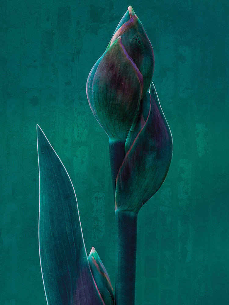 Hamilton - Blue Charade