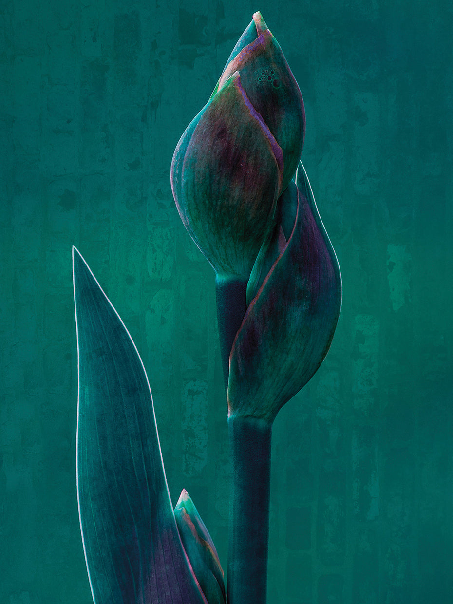 Hamilton - Blue Charade