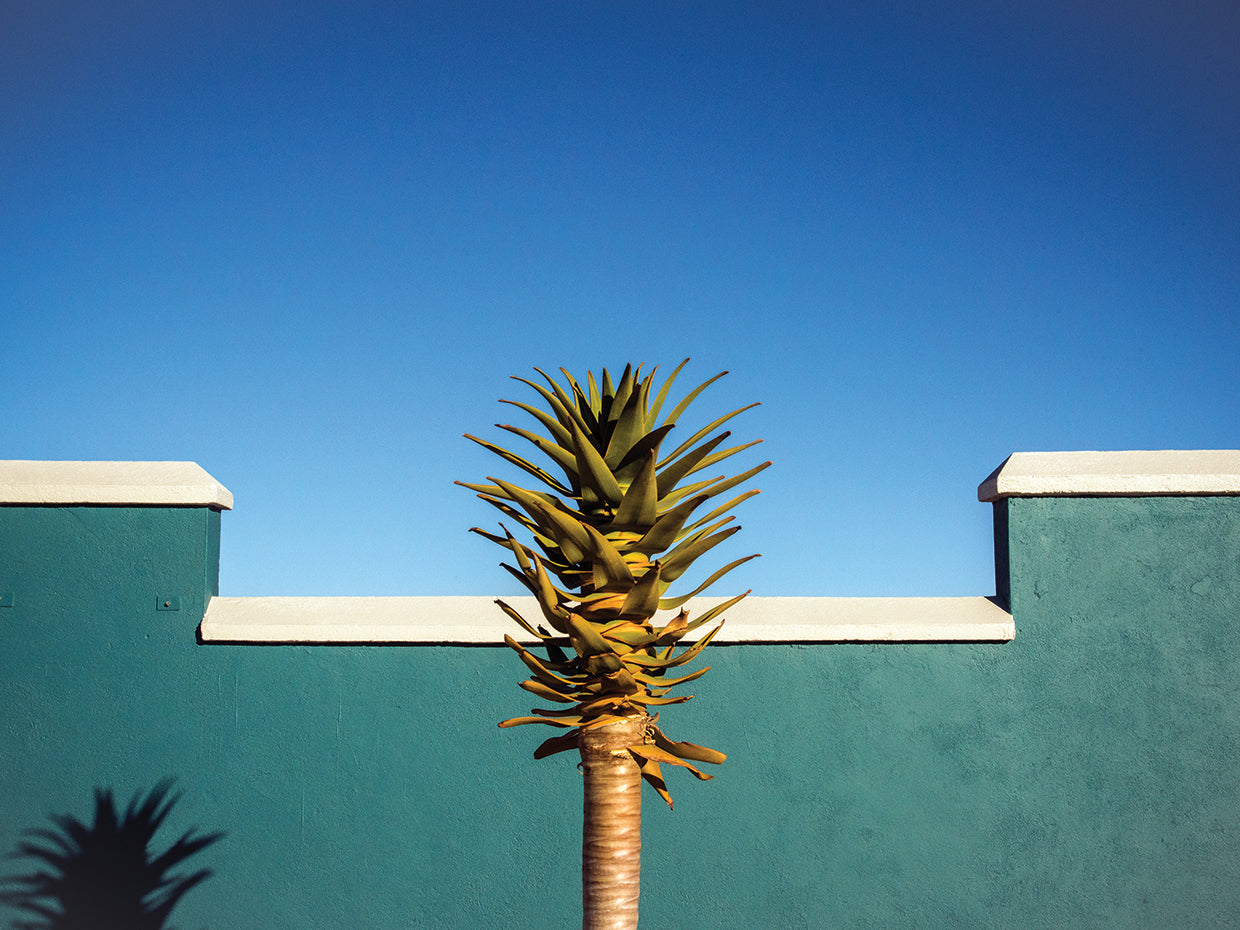 Wride - The Desert Blooms