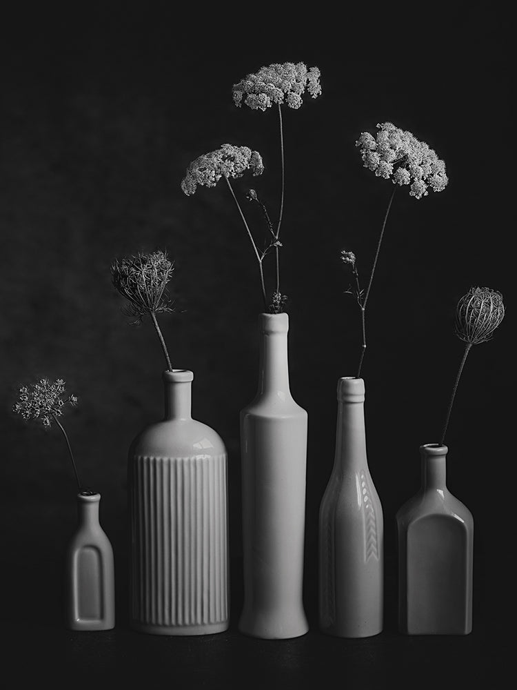 Jacobs- Daucus Carota