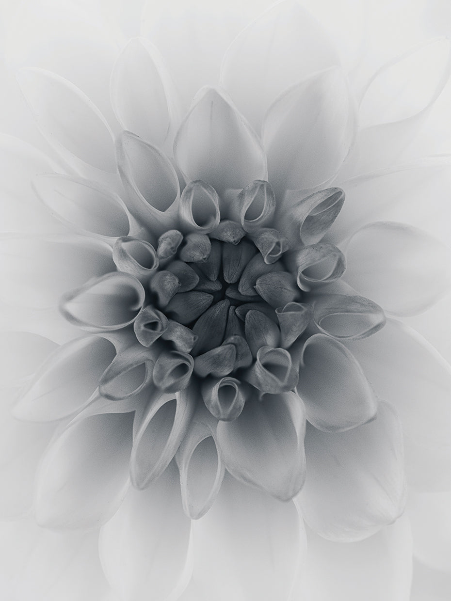 Gronkjar - Fading Dahlia