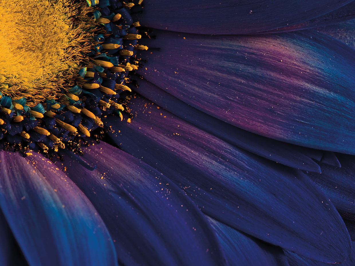 Ingibergsson - Blue Rays