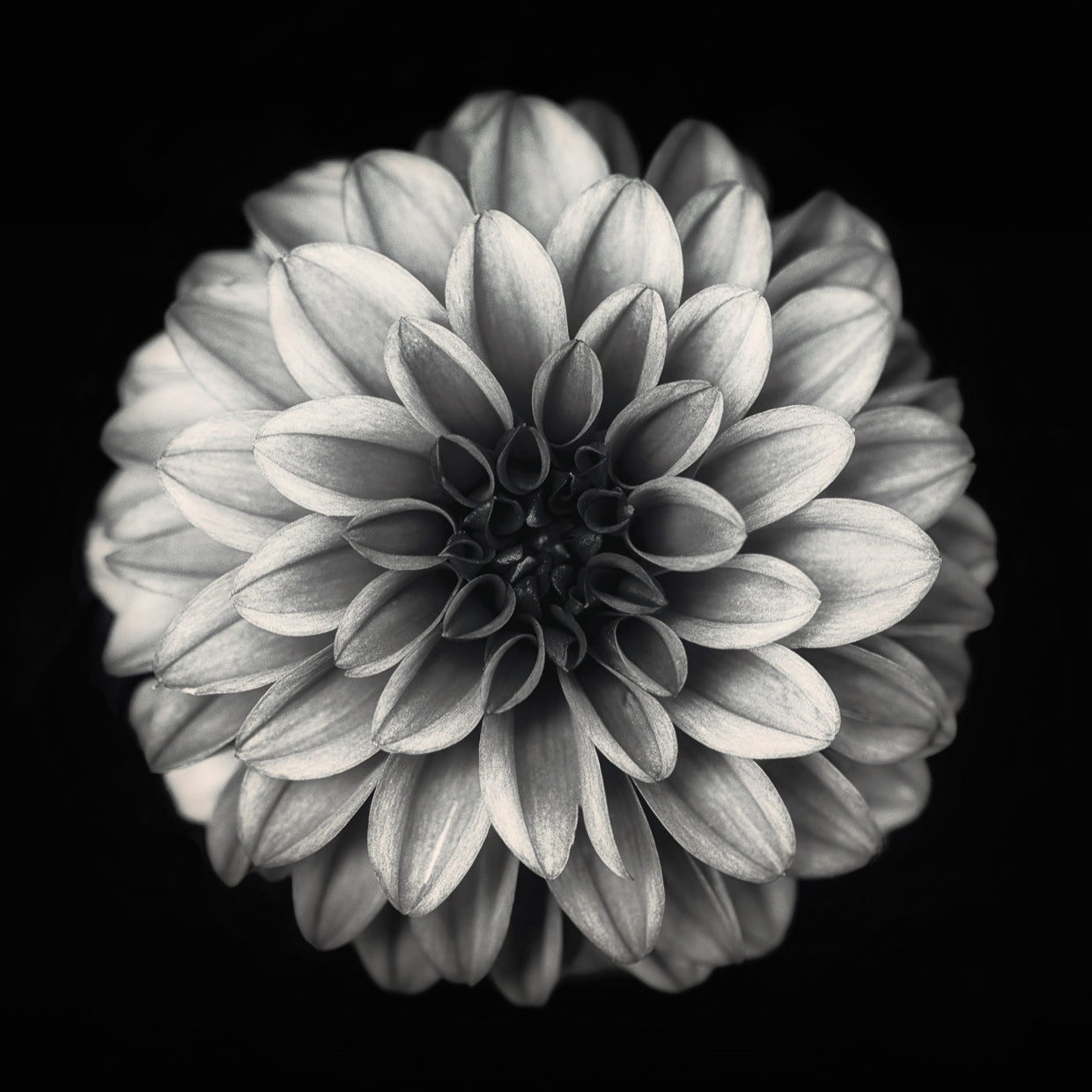 Gronkjar - White Dahlia