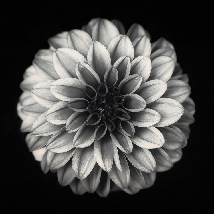 Gronkjar - White Dahlia