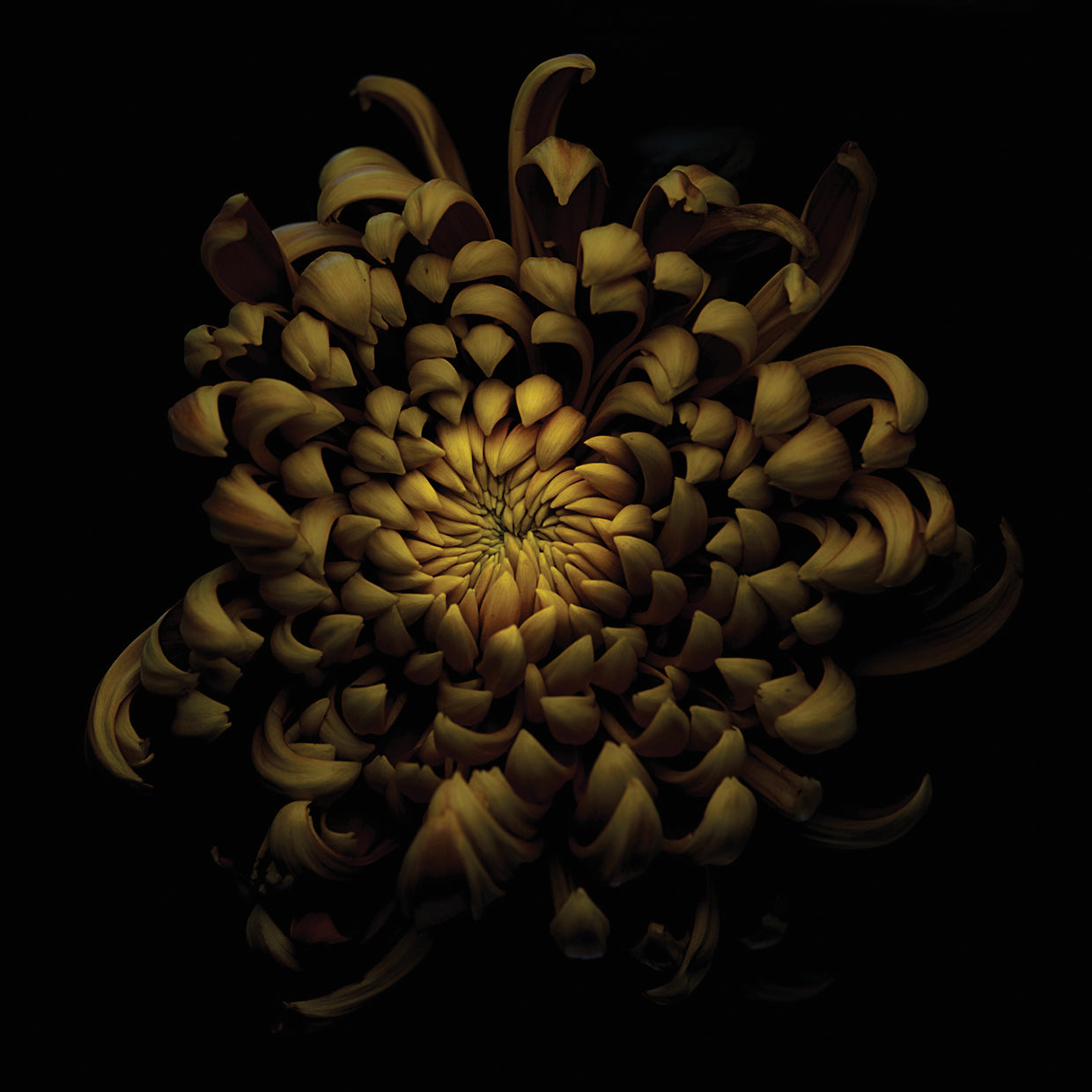 Gronkjar - Chrysanthemum