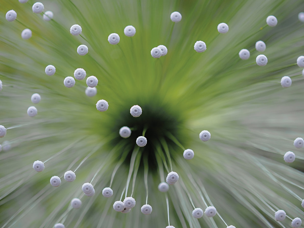 Faber - Green and White II