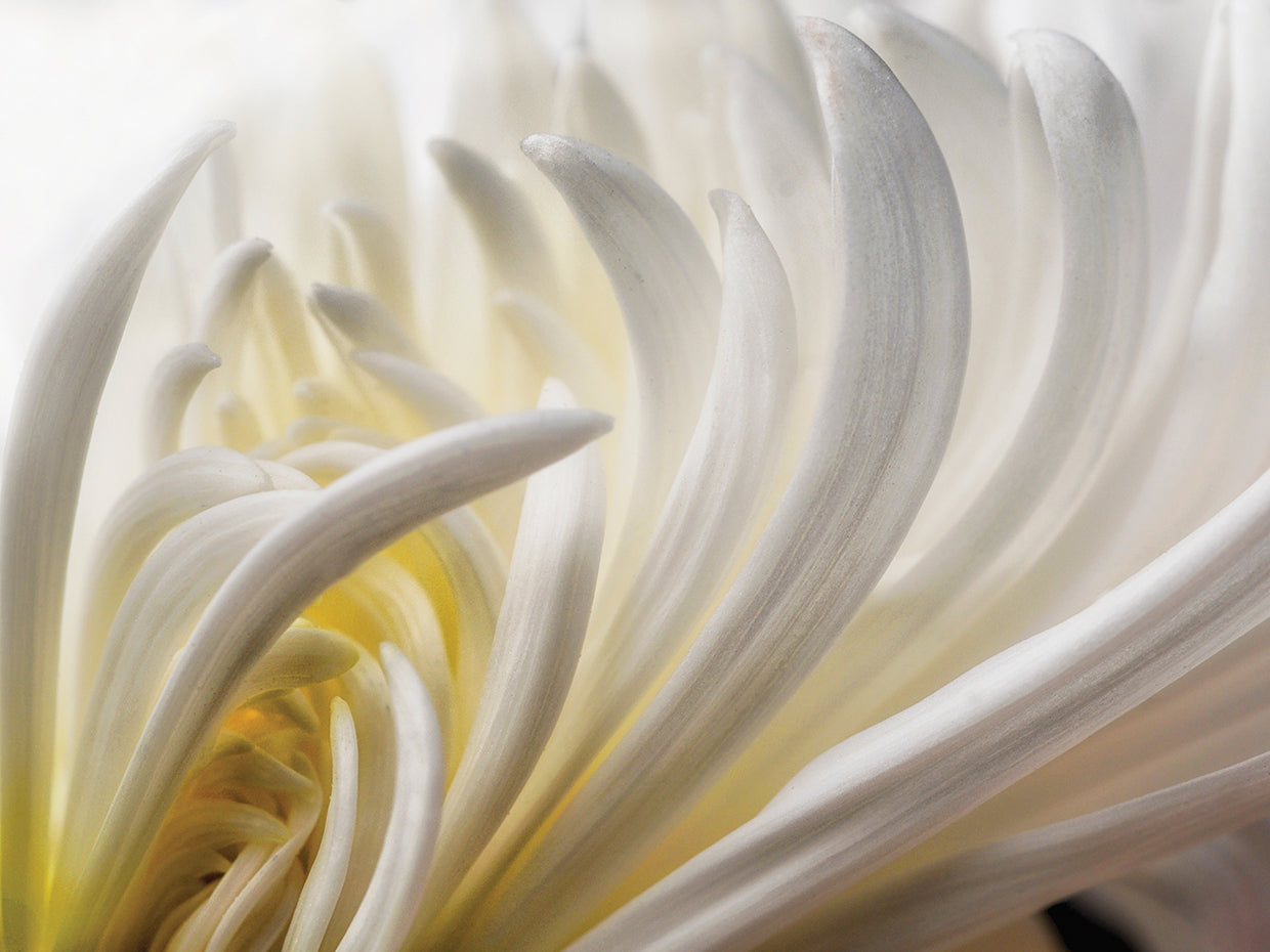 Rothstein - Dahlia 5