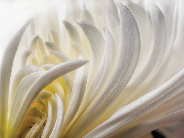 Rothstein - Dahlia 5