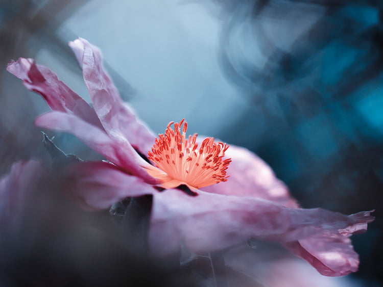 BRAVIN- Even flowers have stories to tell