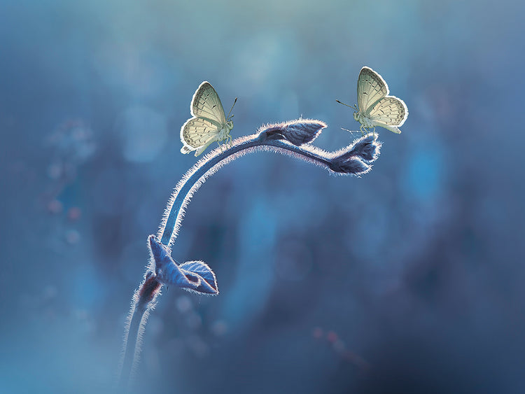 Priyadi - Two Butterflies meet each other
