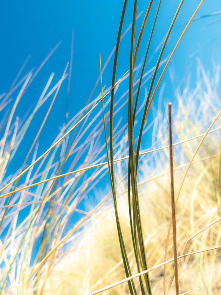 Dune Grasses I