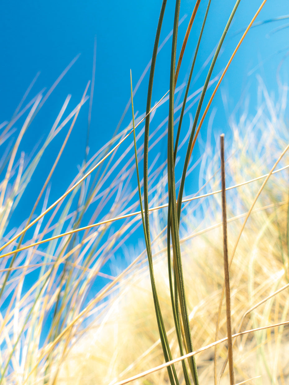 Dune Grasses I