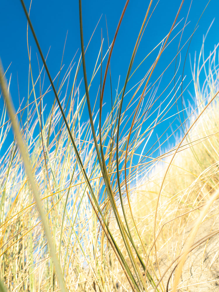 Dune Grasses II