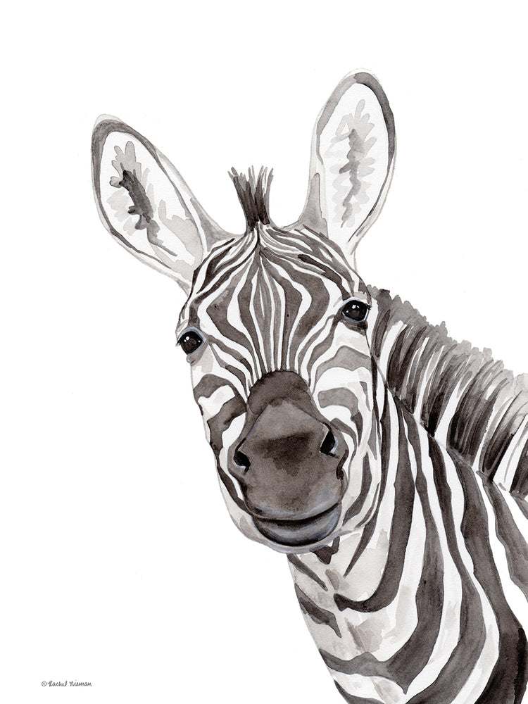 Safari Zebra Peek-a-boo