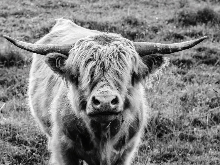 Highland Cow Staring Contest