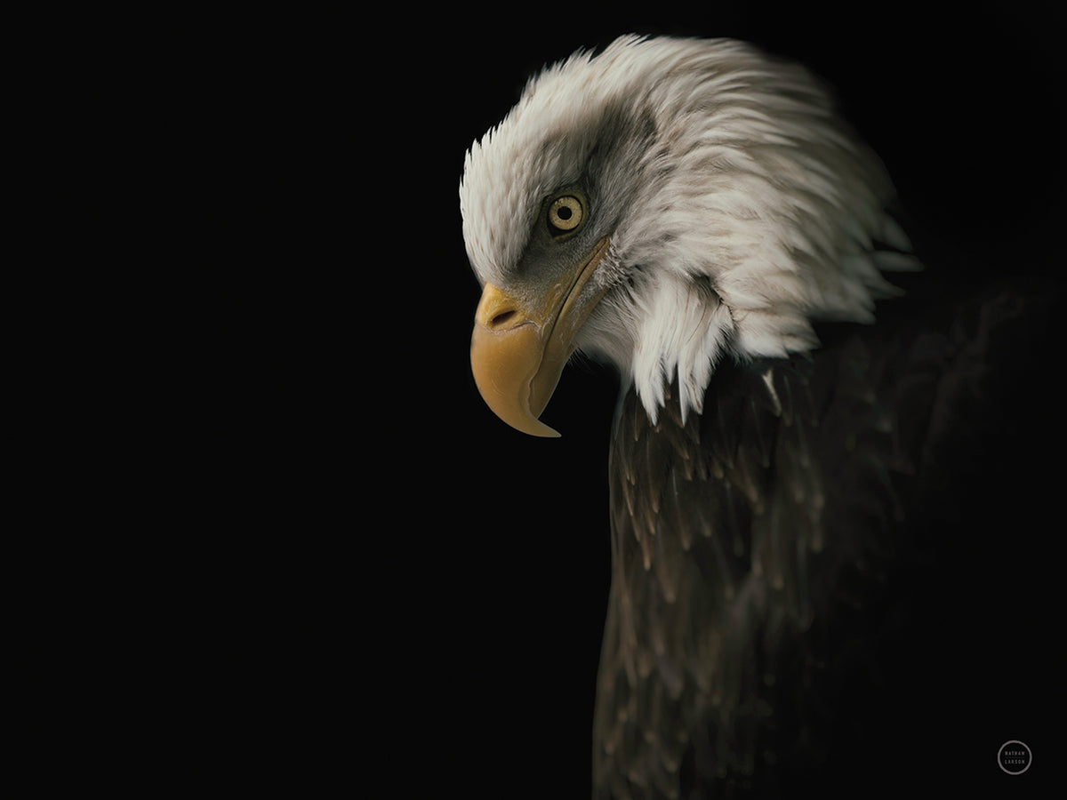 Eagle Bow