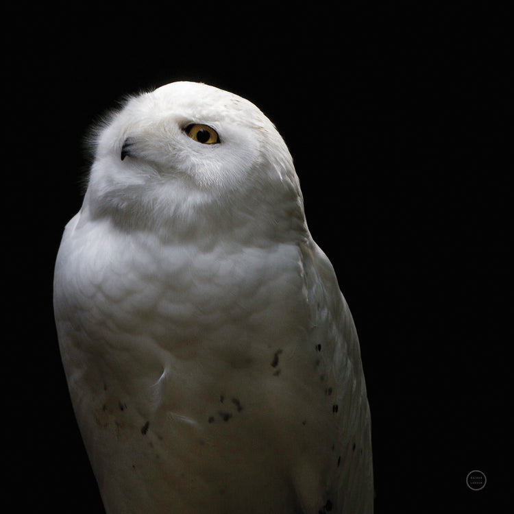 Snowy Owl Looks to the Sun