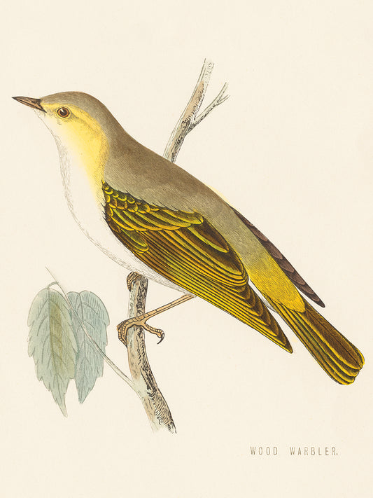 Engraved Birds III Canvas Print
