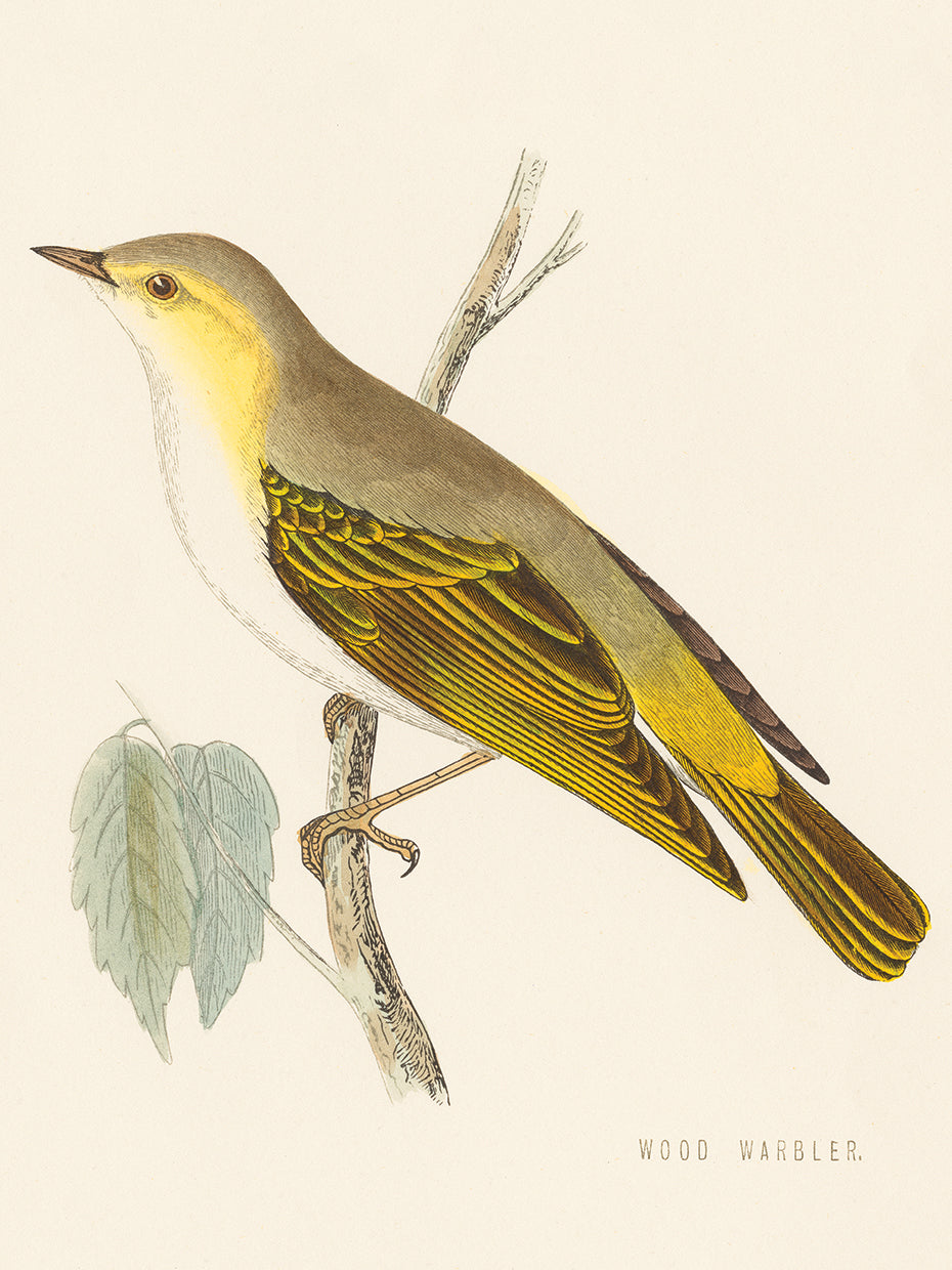 Engraved Birds III