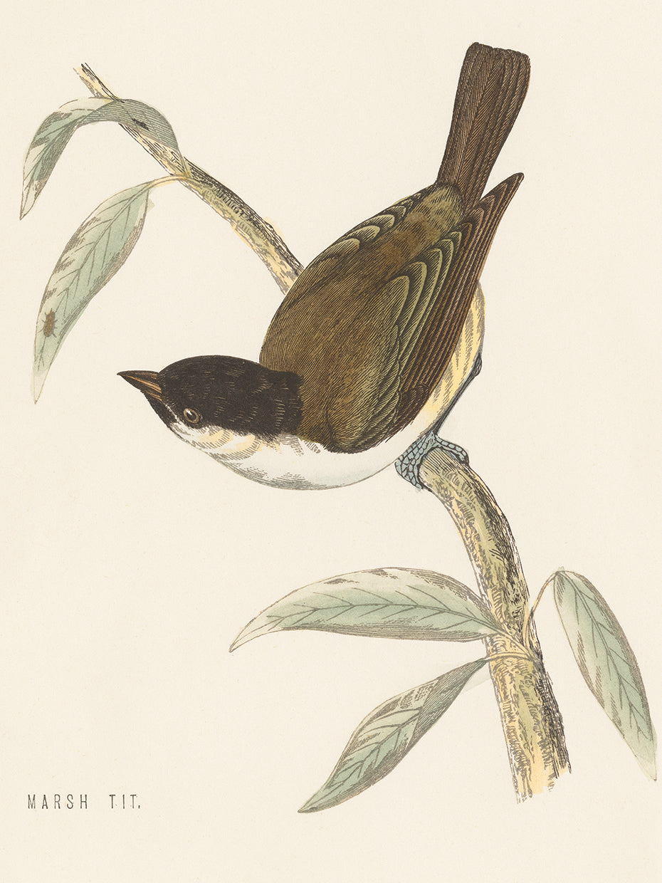 Engraved Birds II
