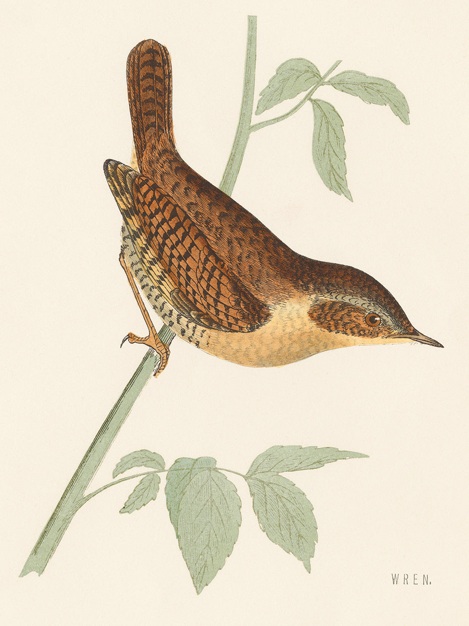 Engraved Birds I