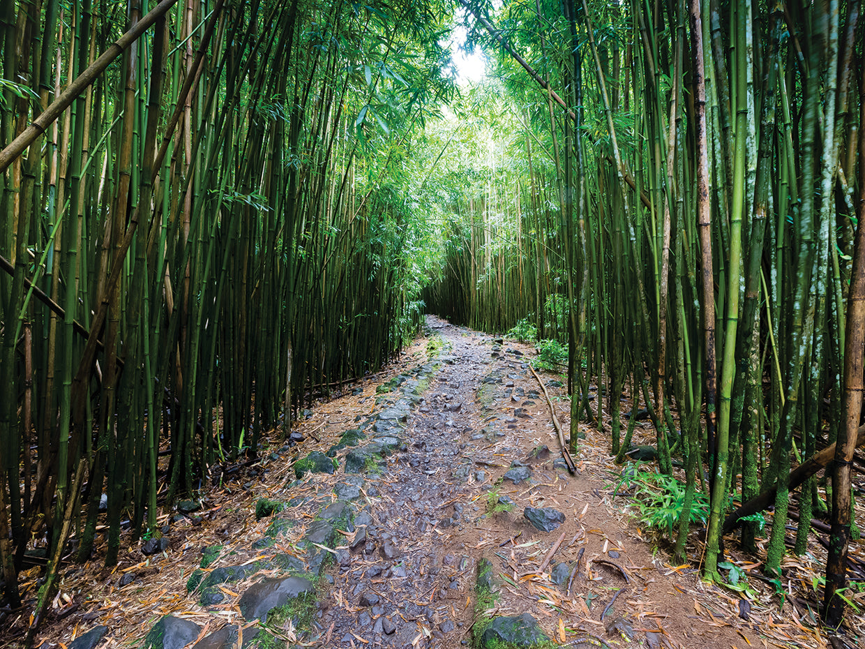 Sendero de bambú de Maui Lienzo