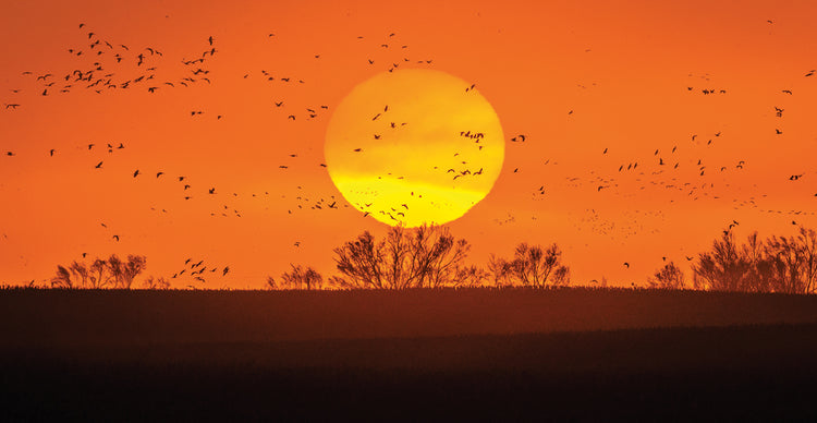 Sandhill Cranes Migration