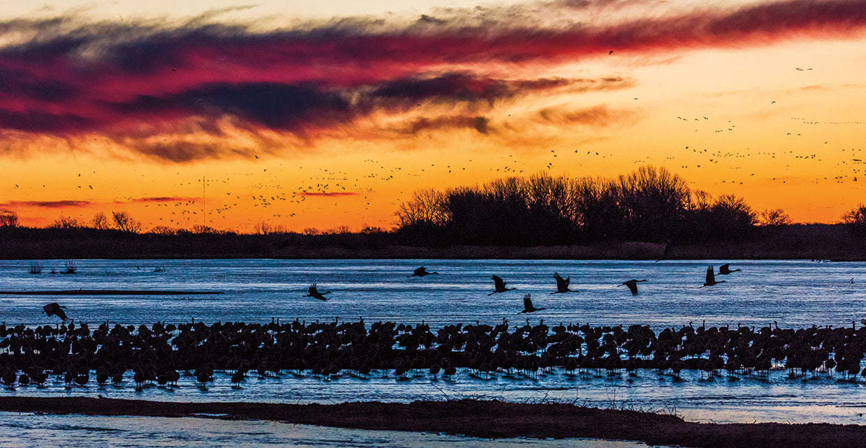 Sandhill Cranes Sunset