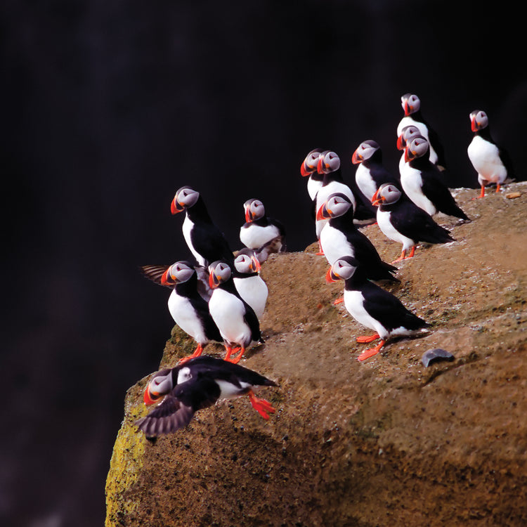 Frailecillos rocosos de Islandia Lienzo