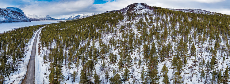 Bosque de invierno Suecia Lienzo