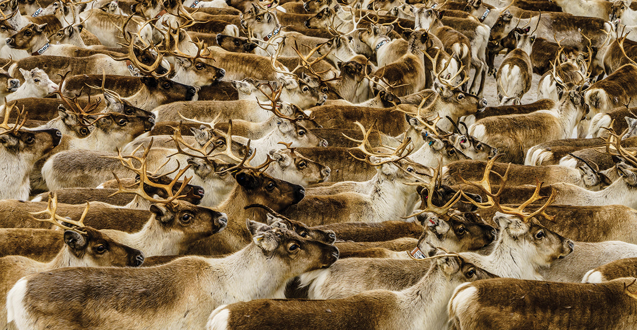 Reindeer Herd