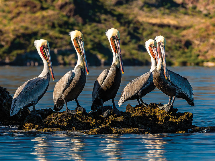 Baja Pelican Flock