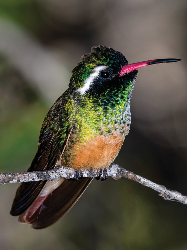 Baja Costa's Hummingbird