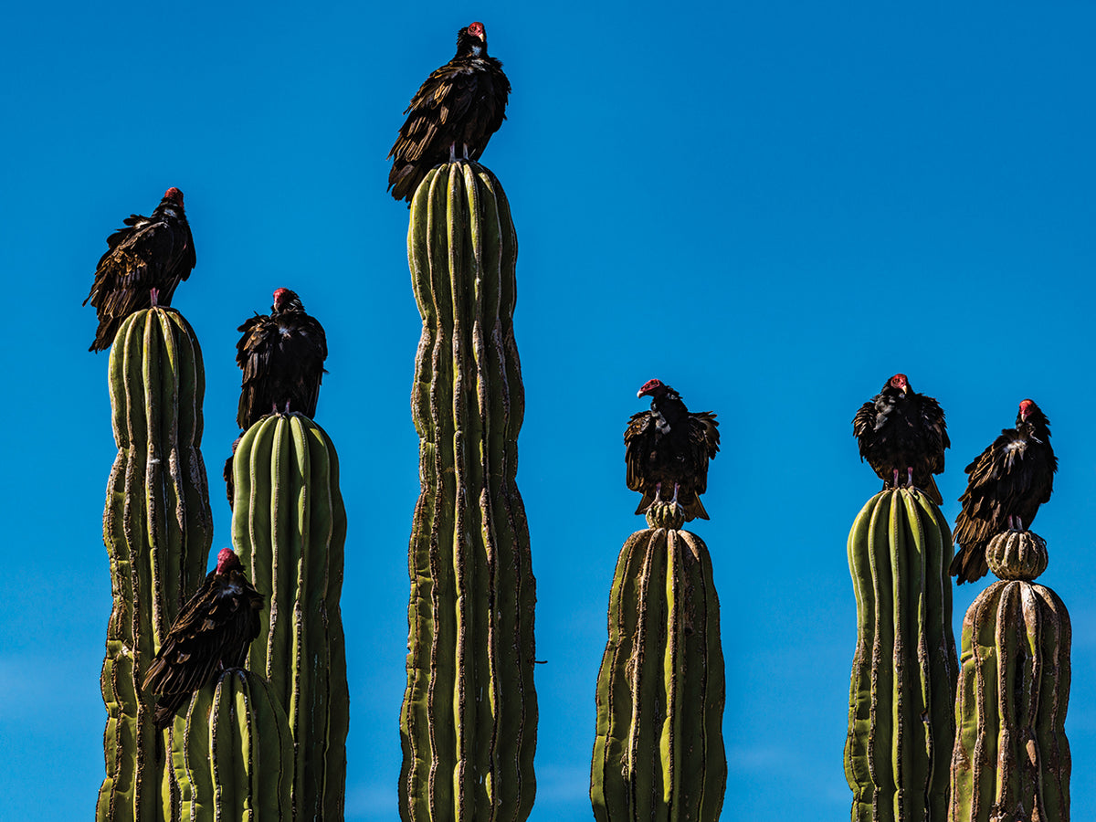 Baja Dark Vultures