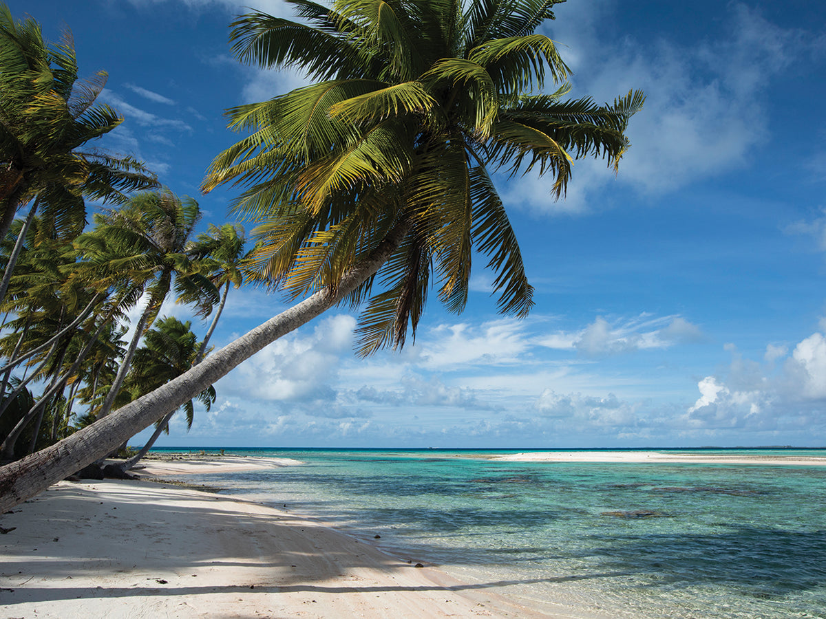 Bora Bora Beachy Palms