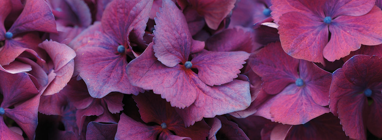 Macro Hydrangea