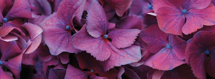 Macro Hydrangea